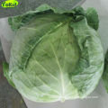 Chinese Beijing Small Sweet Cabbage For Sale